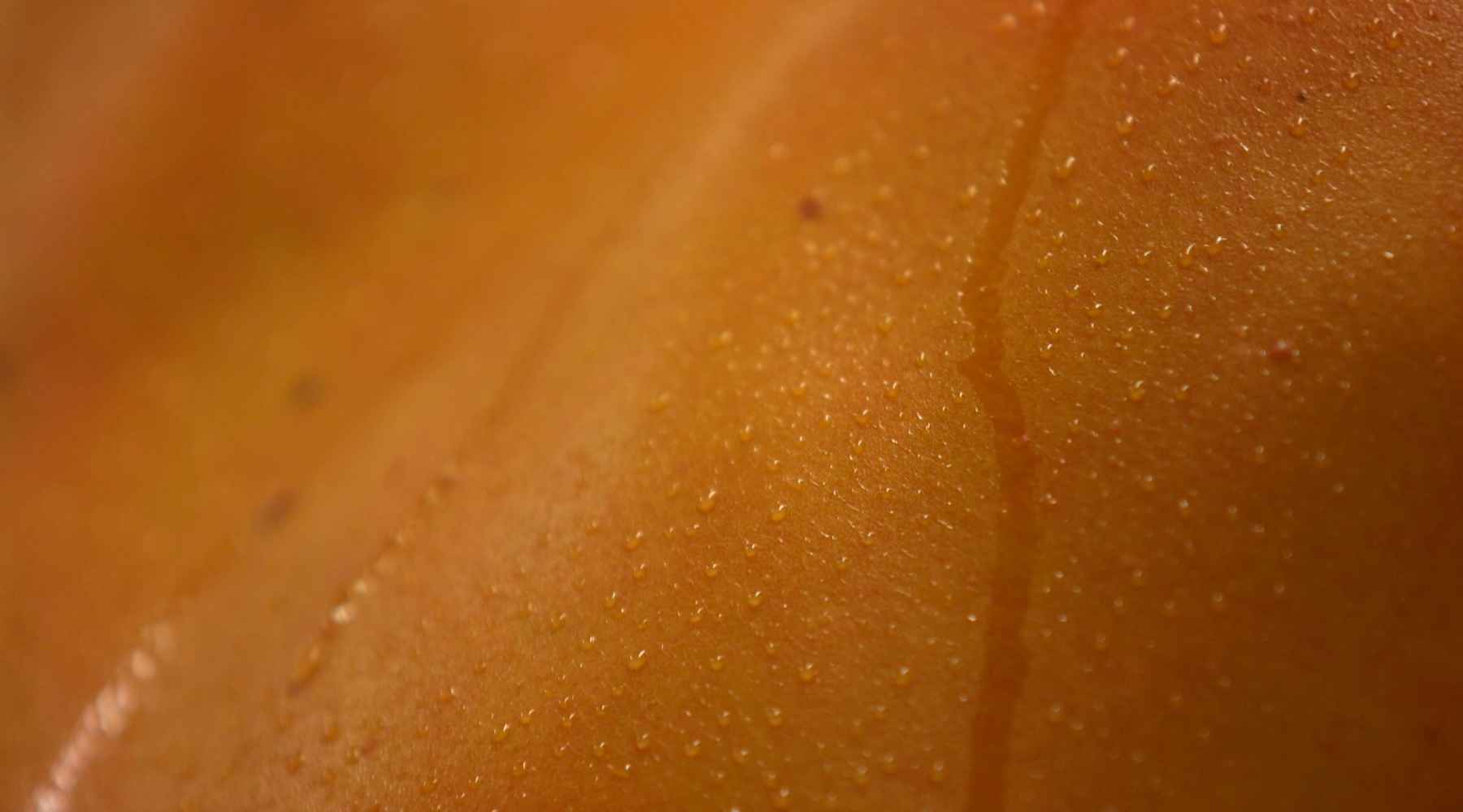 Dry Brushing in an Infrared Sauna Clearlight® Saunas